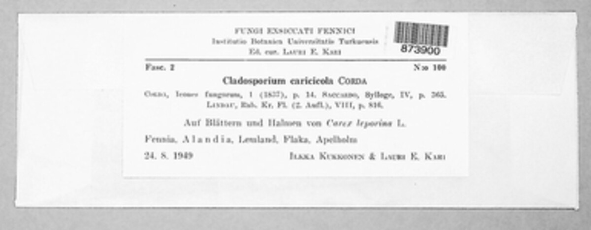 Cladosporium caricicola image